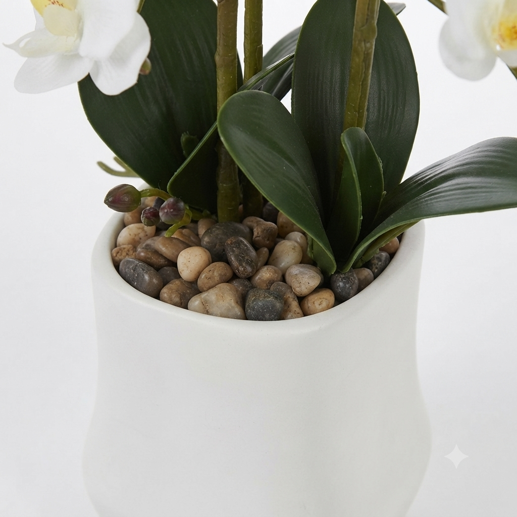 White Phalaenopsis Orchid 50cm