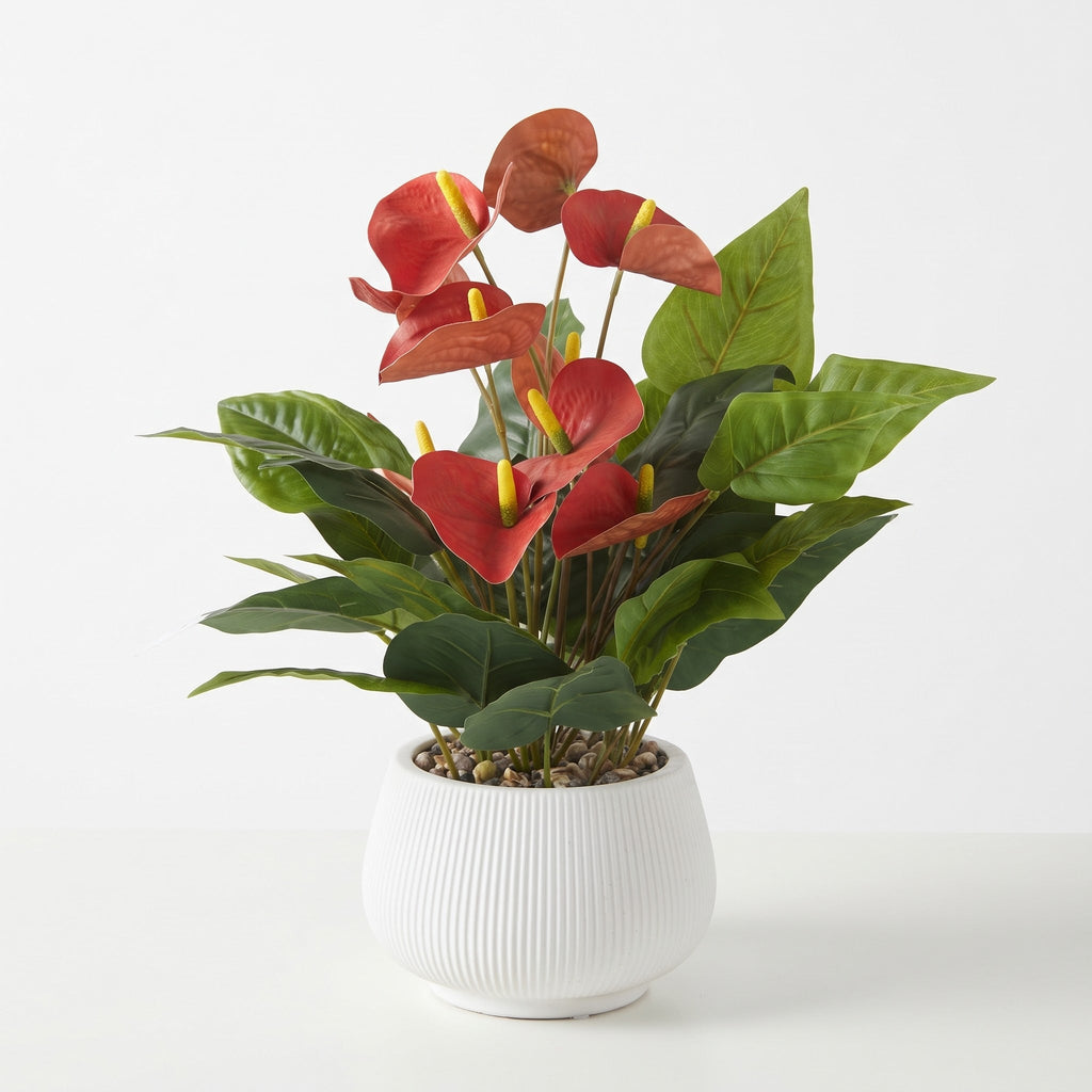 Anthurium Decorative Plant