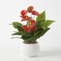 Anthurium Decorative Plant