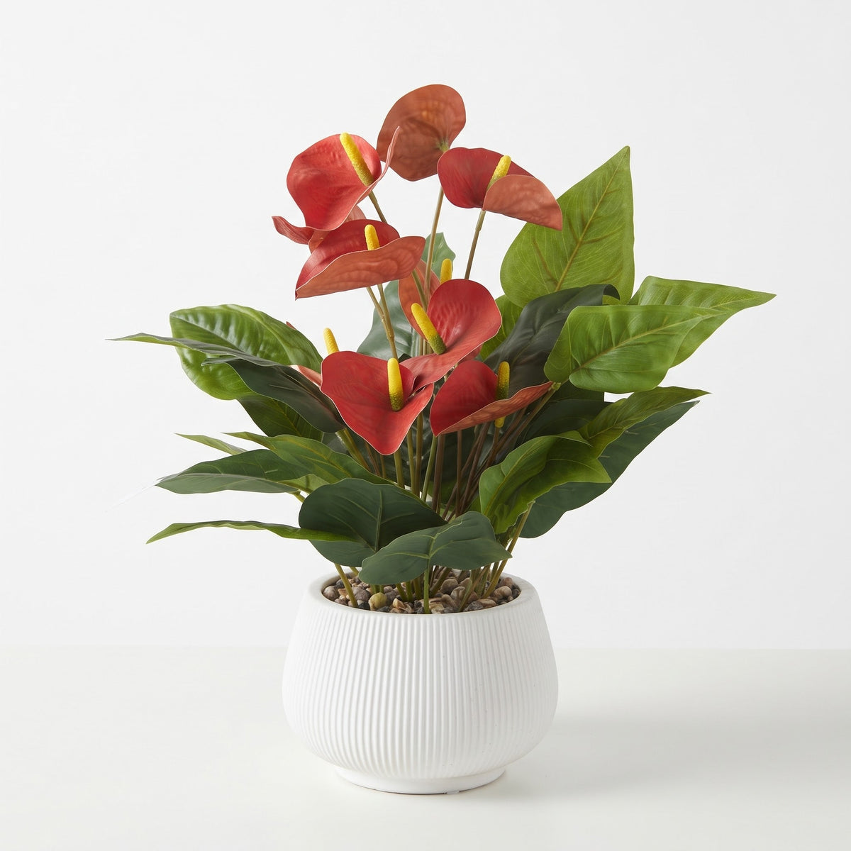 Anthurium Decorative Plant