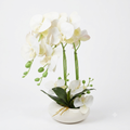 White Orchid vase