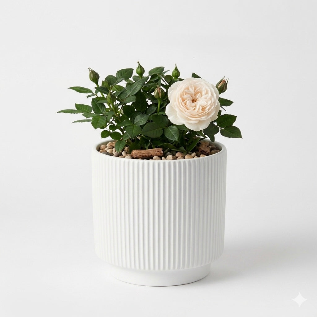 Ribbed Ceramic Plant Pot