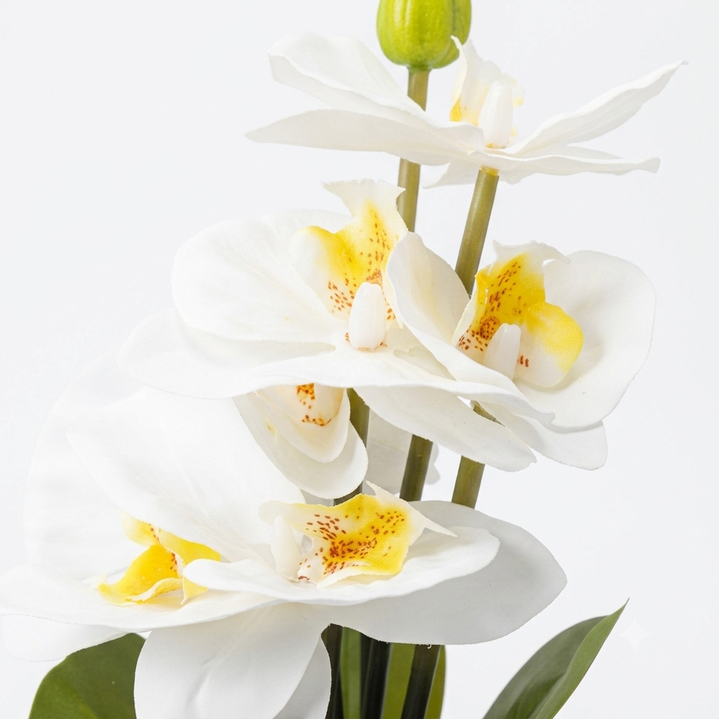 White Cymbidium Orchid
