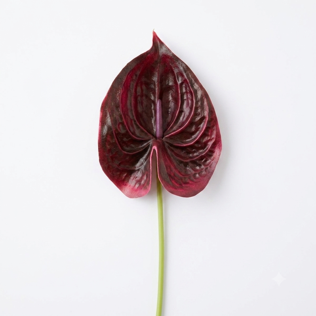 Anthurium Stem 57cm