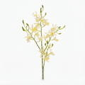 White Orchid Branch