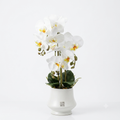White Phalaenopsis Orchid Arrangement