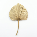 Dried Palm Leaf Fan