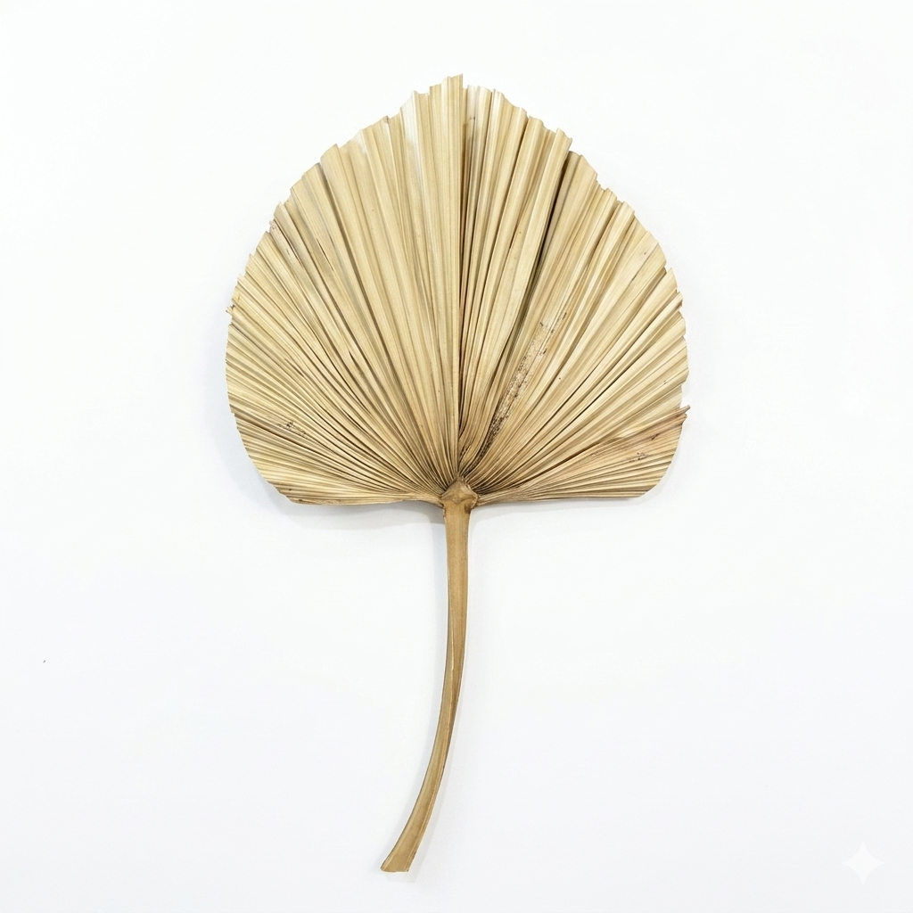 Dried Palm Leaf Fan