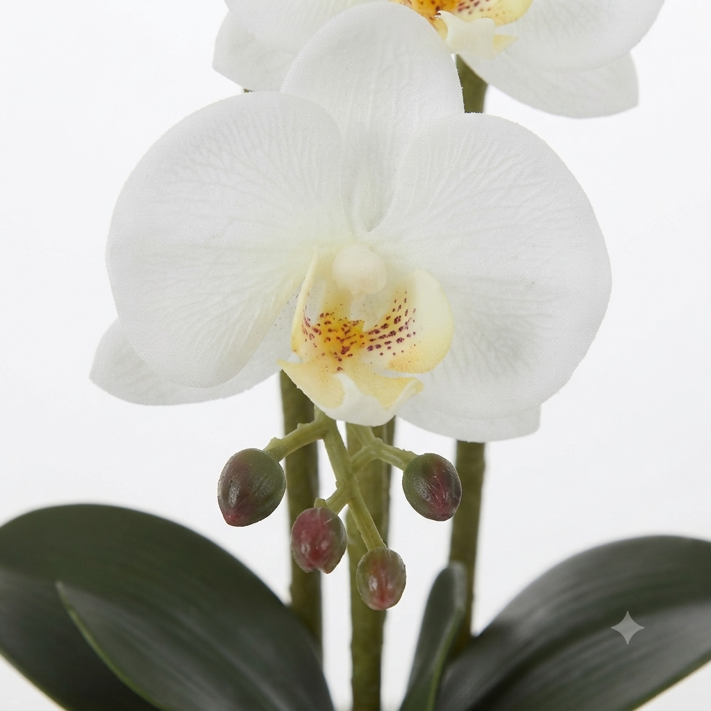 White Phalaenopsis Orchid 50cm