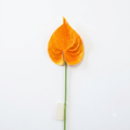 Anthurium Stem 57cm