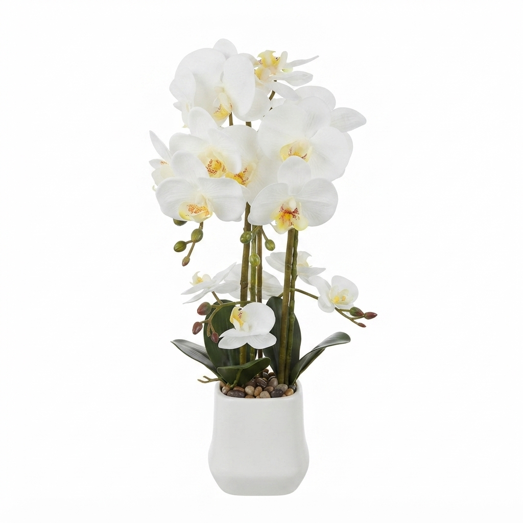 White Phalaenopsis Orchid 50cm