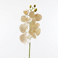 White Phalaenopsis Orchid Stem 75cm