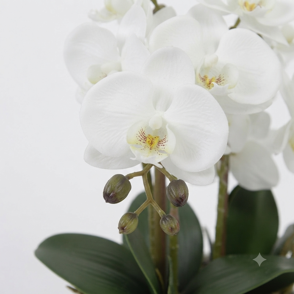 White Phalaenopsis Orchid 50cm