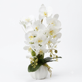 White Orchid Arrangement