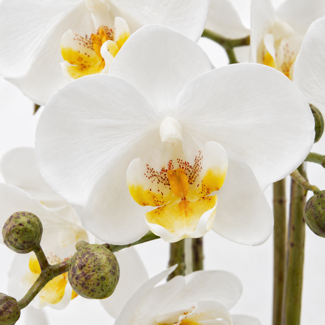 White Phalaenopsis Orchid in Ceramic Bowl