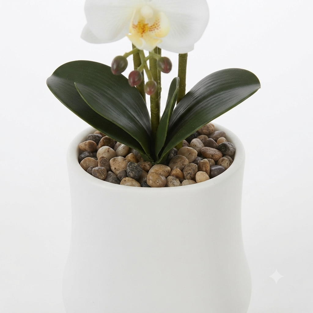 White Phalaenopsis Orchid 50cm