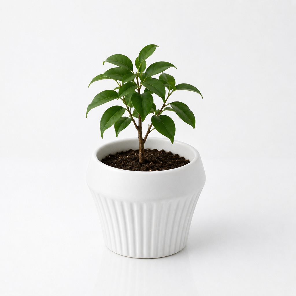 Ribbed Bowl Ceramic Plant Pot