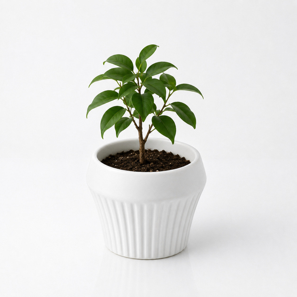 Ribbed Bowl Ceramic Plant Pot