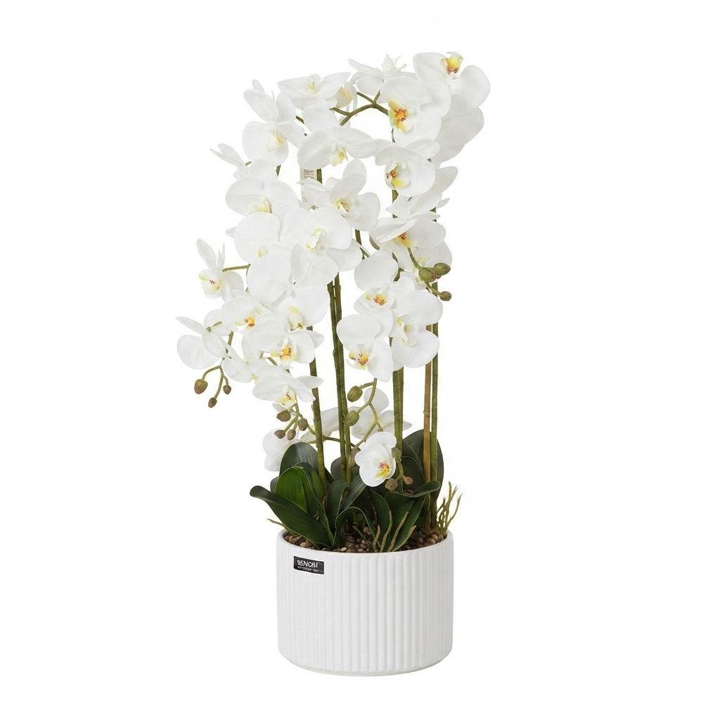 White Phalaenopsis Orchid 80cm – Ribbed White Pot