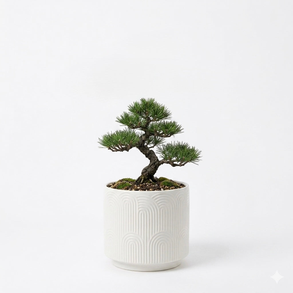 Arch Pattern Porcelain Planter Pot