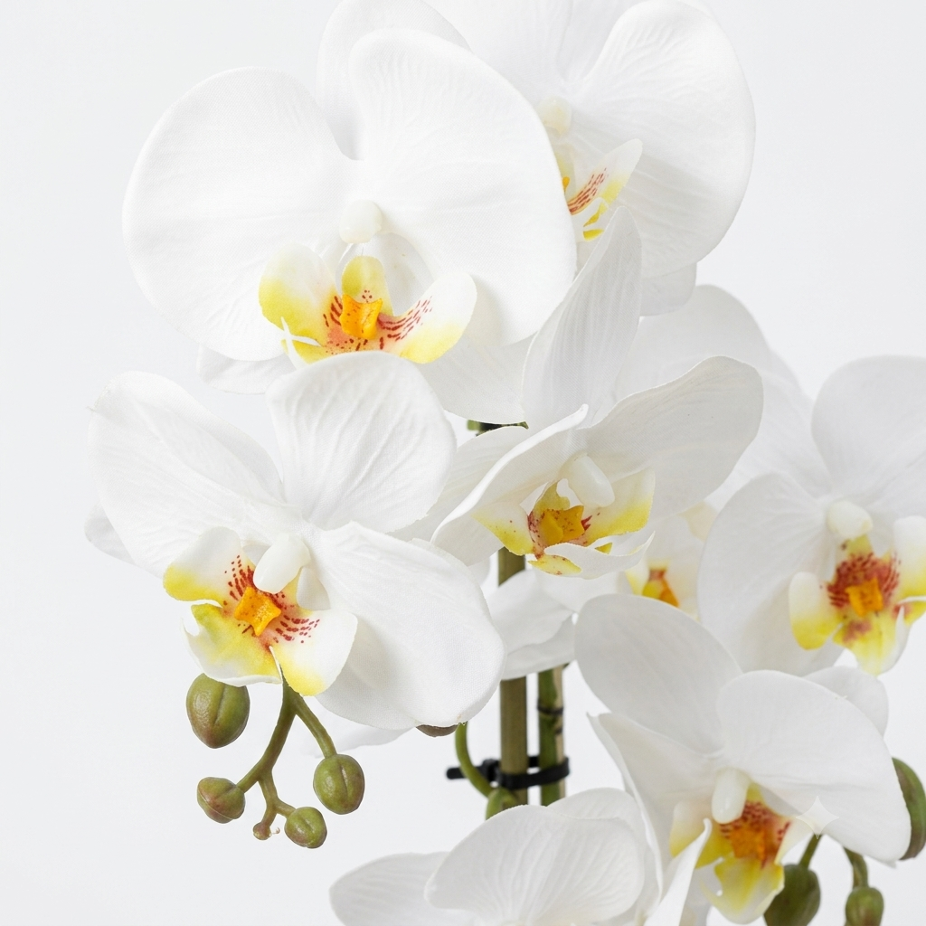 White Phalaenopsis Orchid Arrangement