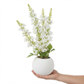 White Blossom
