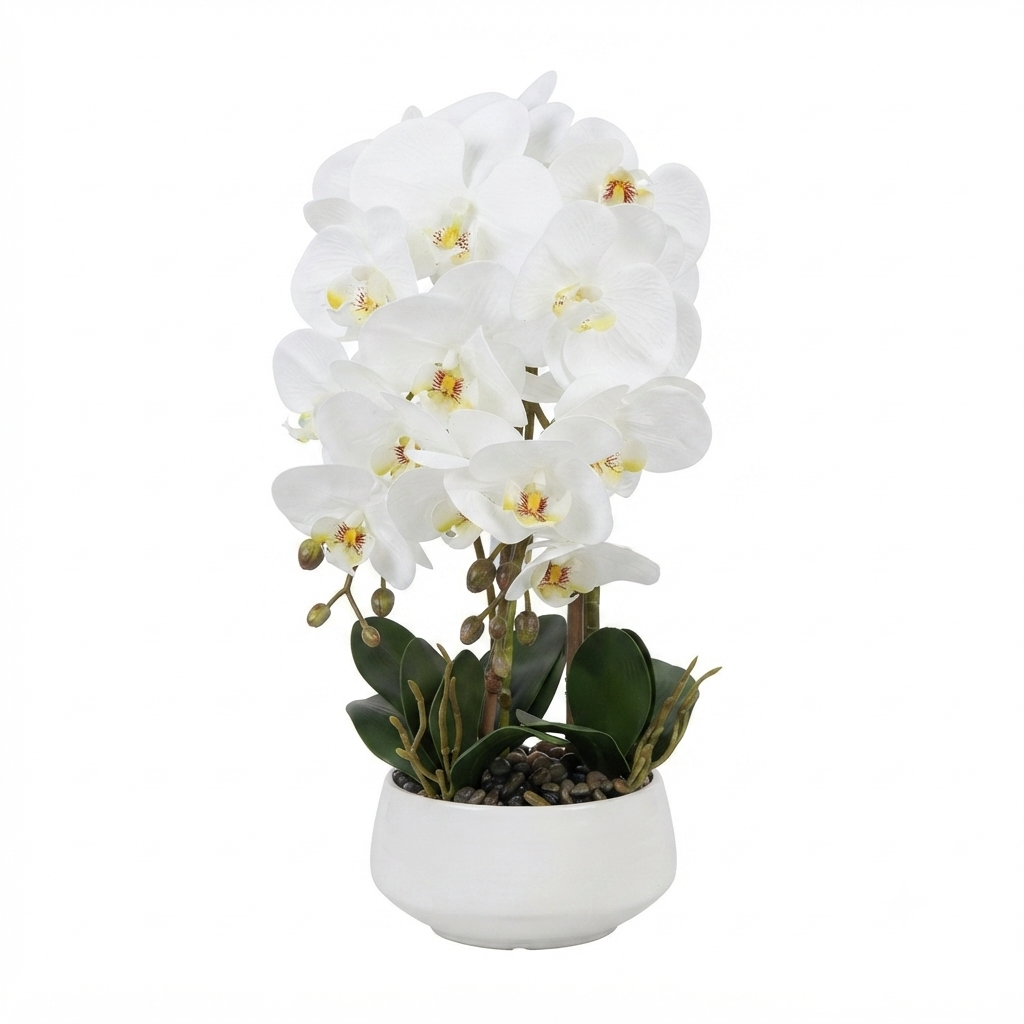 White Phalaenopsis Orchid 50cm