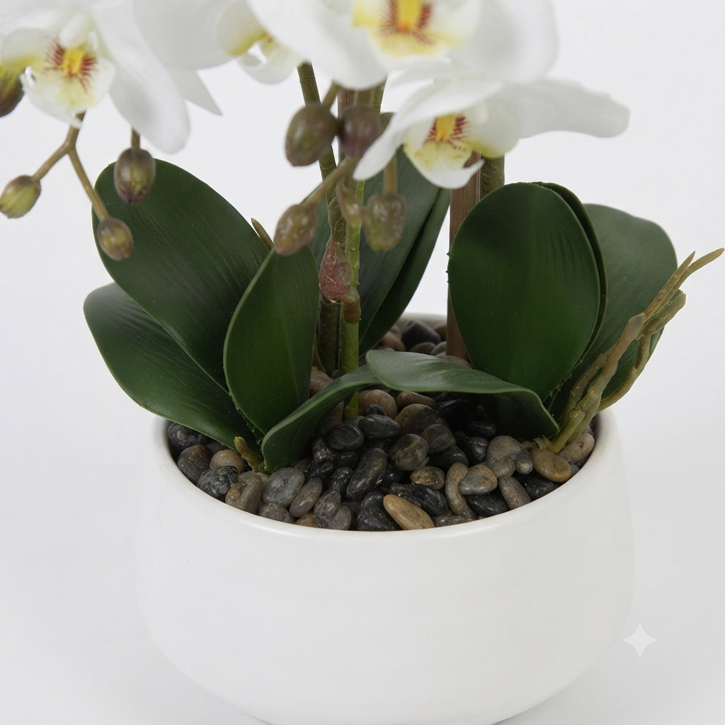 White Phalaenopsis Orchid 50cm