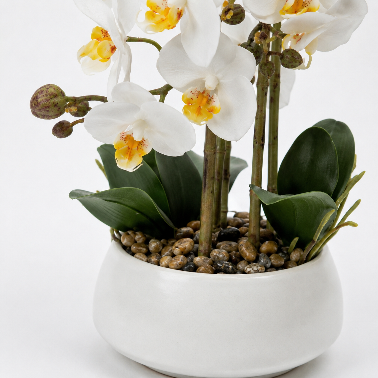 White Phalaenopsis Orchid in Ceramic Bowl