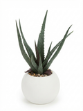 Artificial Aloe Vera in White Ceramic Pot