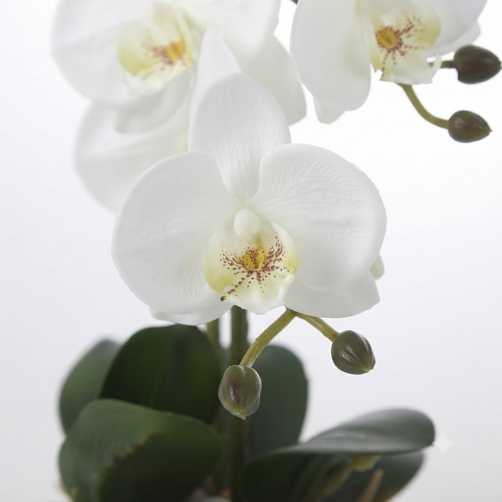 White Phalaenopsis Orchid 50cm – Marble Pot