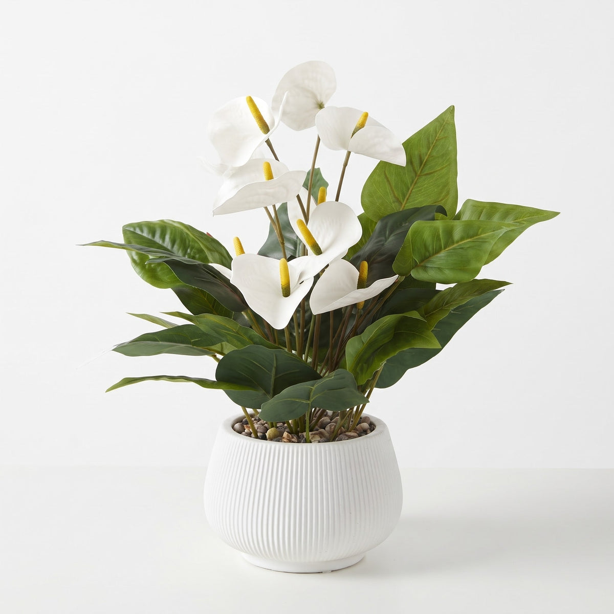 Anthurium Decorative Plant