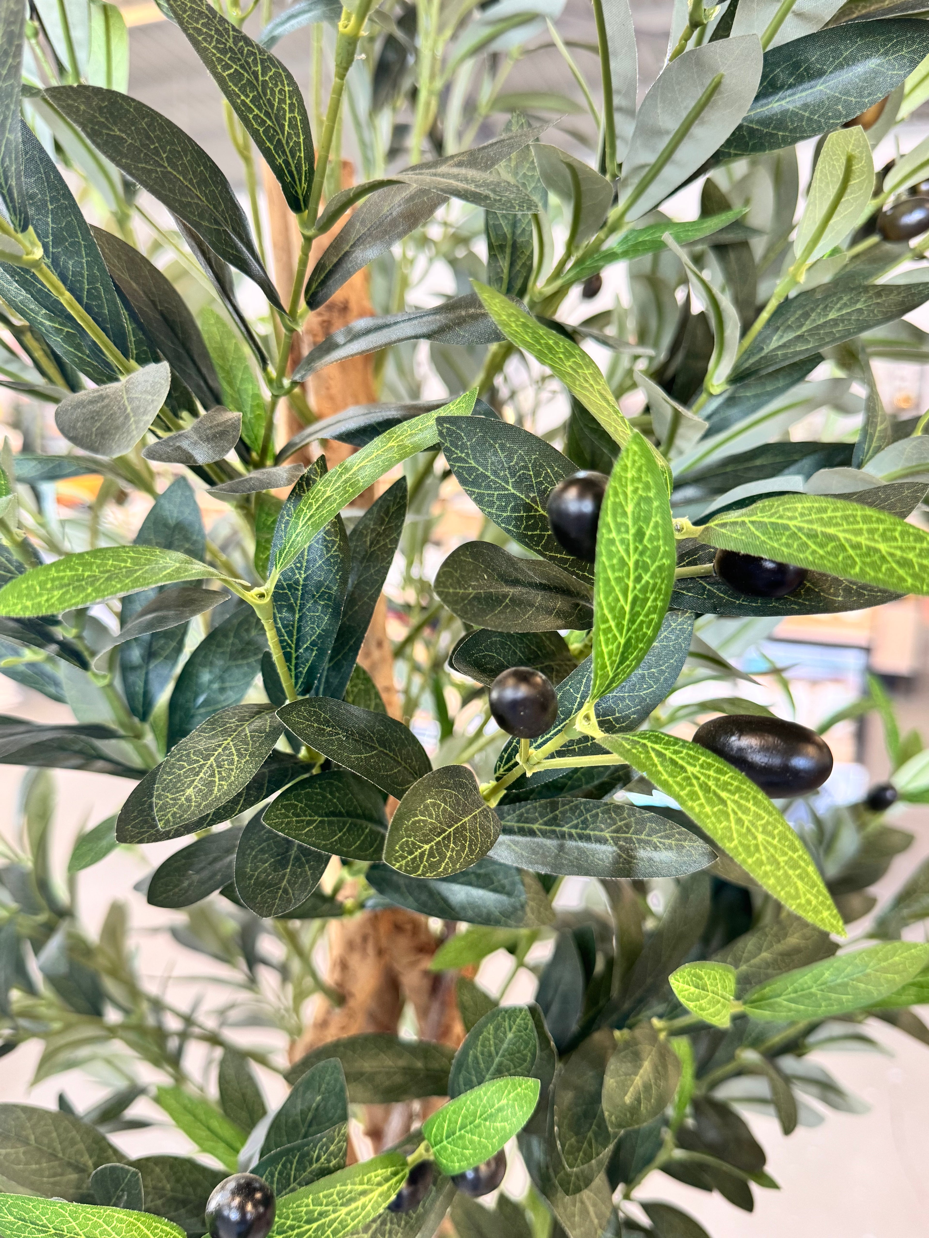 Olive tree natural trunk 190cm