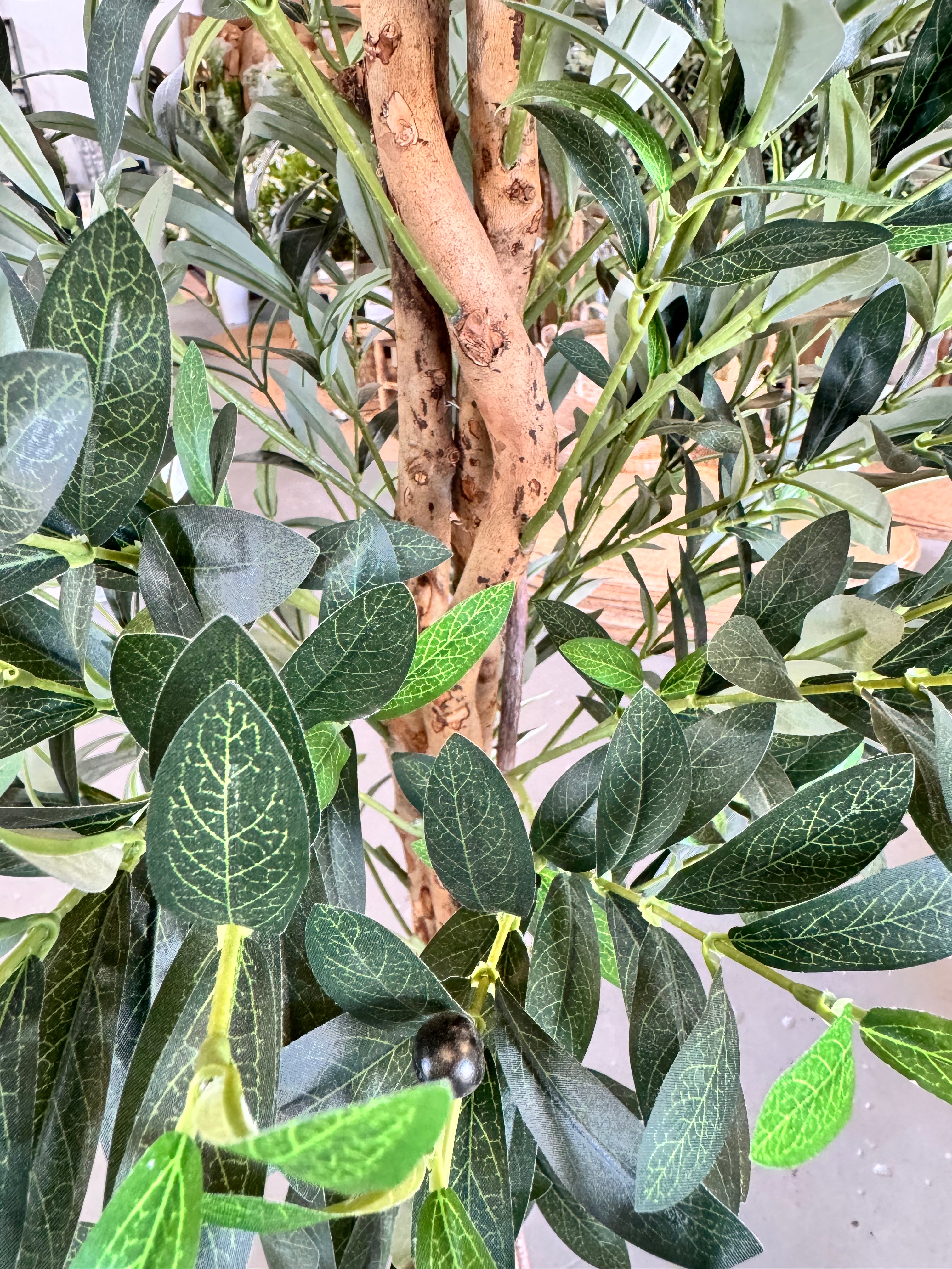 Olive tree natural trunk 190cm