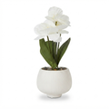 In0110 White Cymbidium Orchid