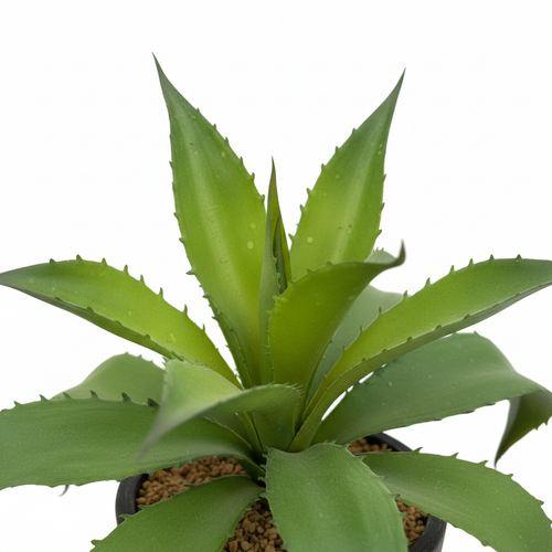 Agave Leaves Close Up