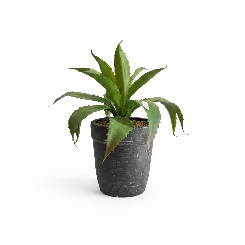 Agave Plant Dark Pot - Full Shot