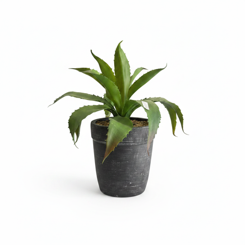 Agave Plant Dark Pot - Full Shot