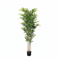 Bamboo Tree Full White Background