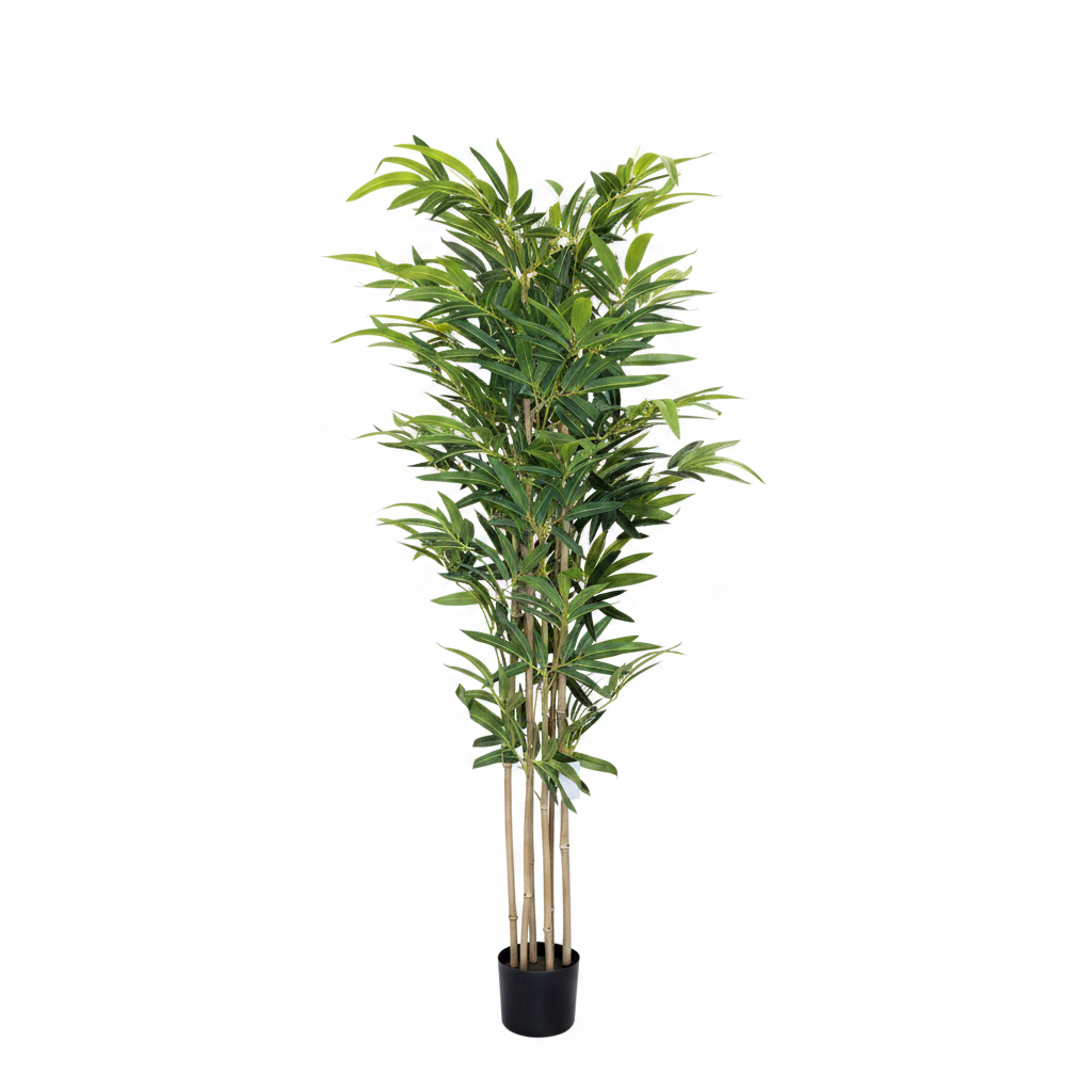 Bamboo Tree Full White Background