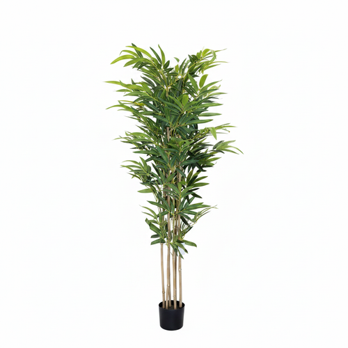 Bamboo Tree Full White Background
