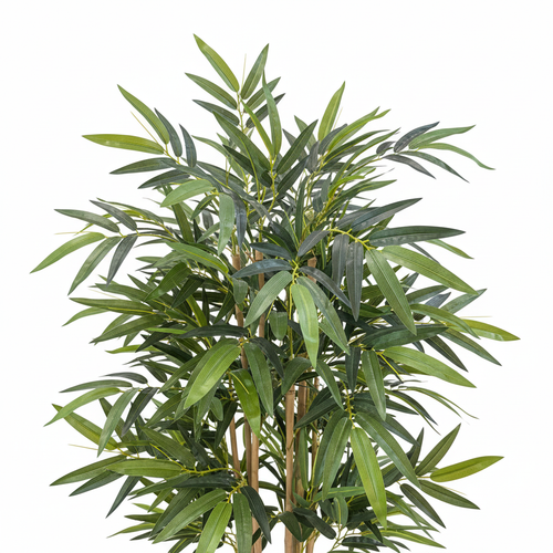 Bamboo Tree Leaves Close-up White Background