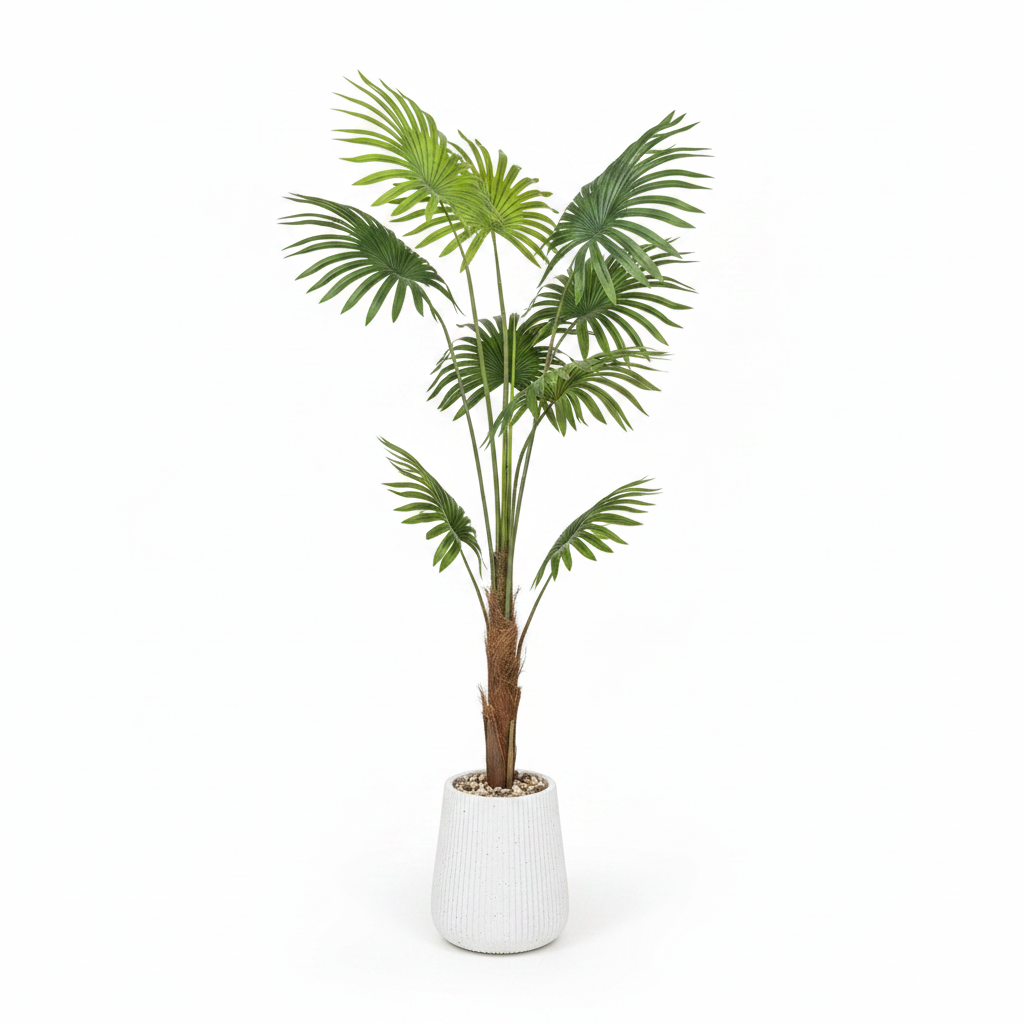 Fan Palm Tree - White Background