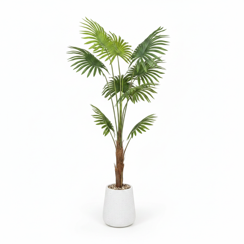Fan Palm Tree - White Background