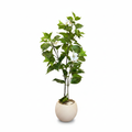 Gardenia Tree - White Background