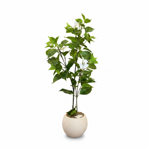 Gardenia Tree - White Background