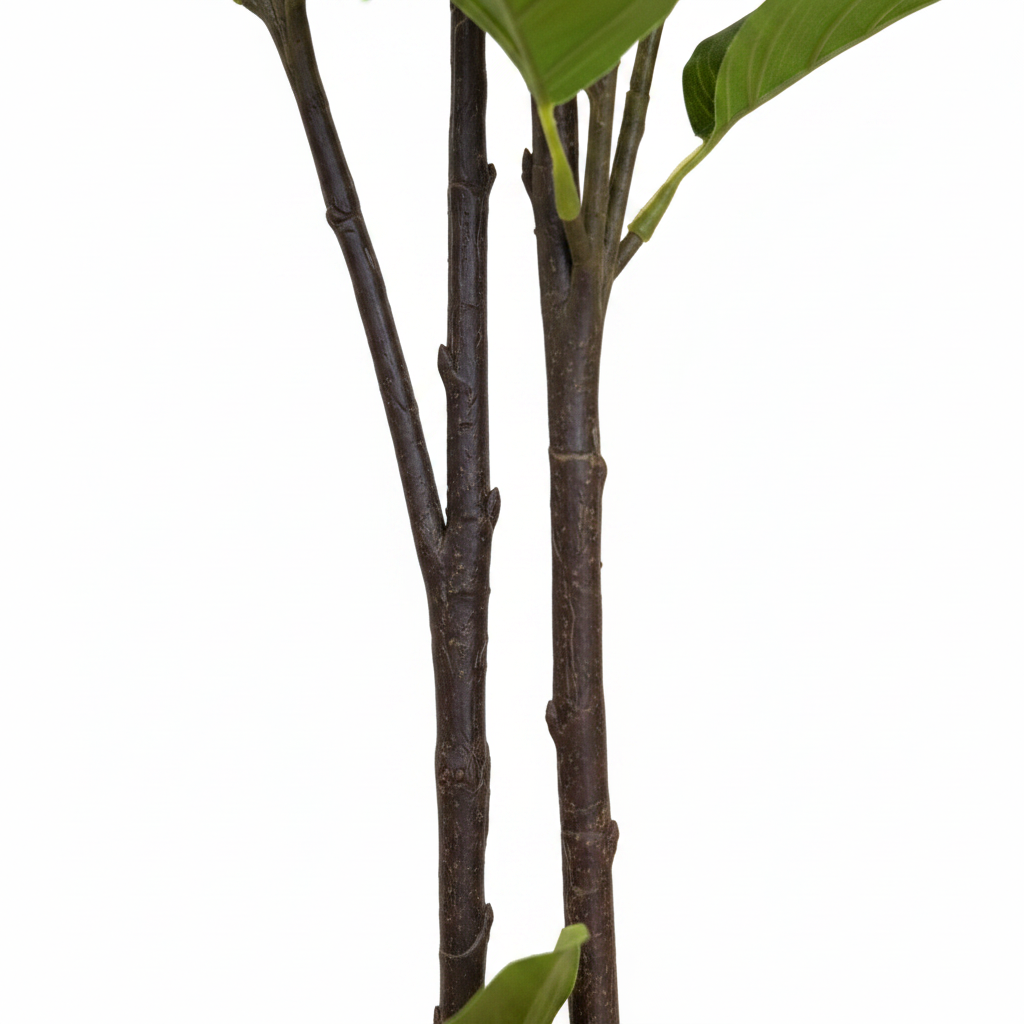 Gardenia Trunk Close Up