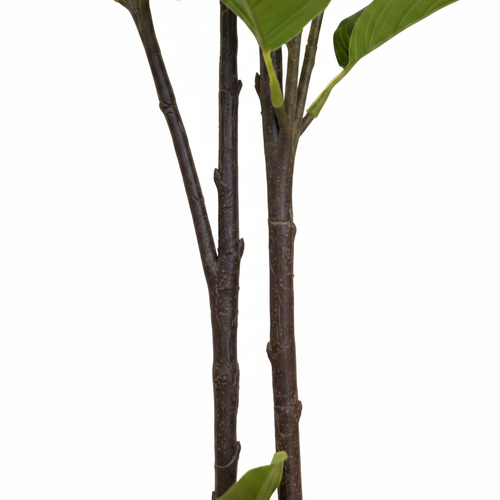 Gardenia Trunk Close Up