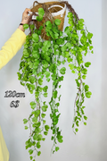 Hanging Vine Green