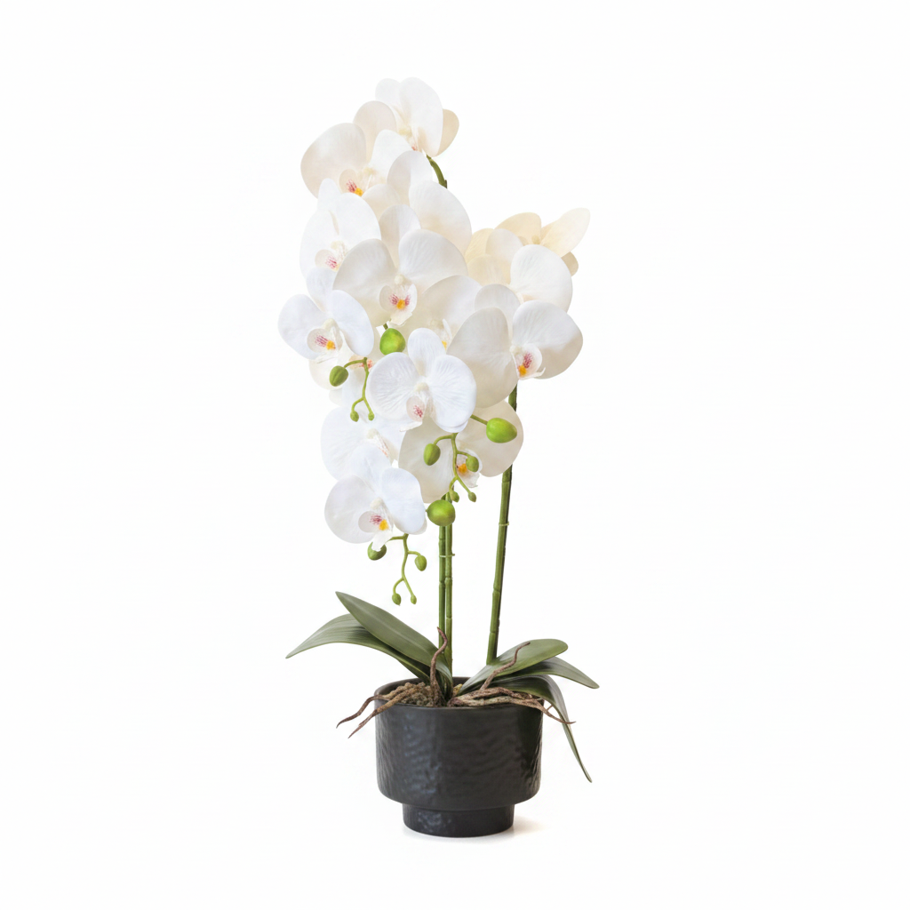 White Orchid - Black Porcelain Pot 65cm